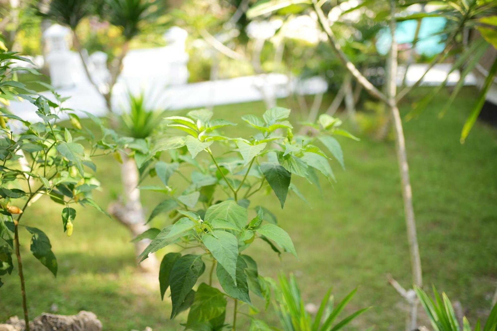 Coco Resort Penida Sakti Luaran gambar